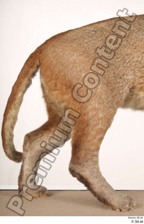 Asian golden cat Catopuma Temminckii leg tail 0001.jpg